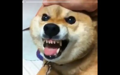 Egy bunkó, a 12000, és az 1000!